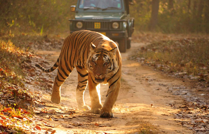 Golden Triangle Tour with Ranthambore