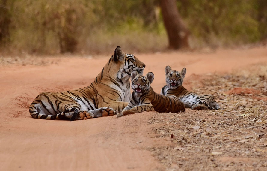 Wildlife Getaway with Rajasthan